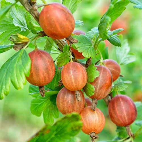 Agrest bezkolcowy Captivator interface.image 1 interface.art 7593