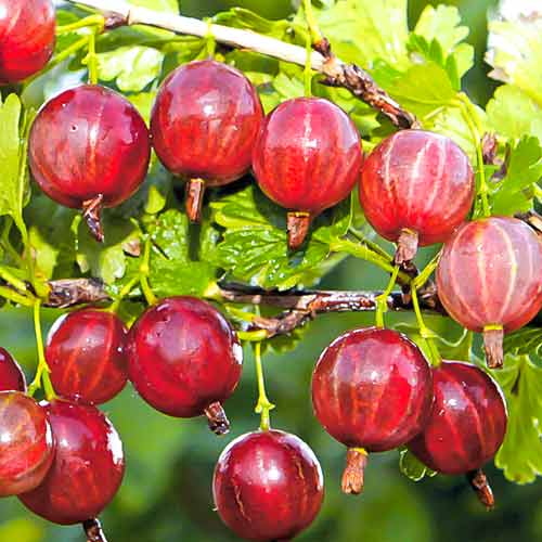 Agrest bezkolcowy różowy interface.art zdjęcie 1 Agrest bezkolcowy różowy interface.image 1 interface.art 7513