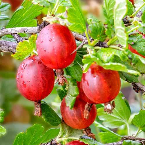 Agrest bezkolcowy Spinefree interface.image 1 interface.art 7648