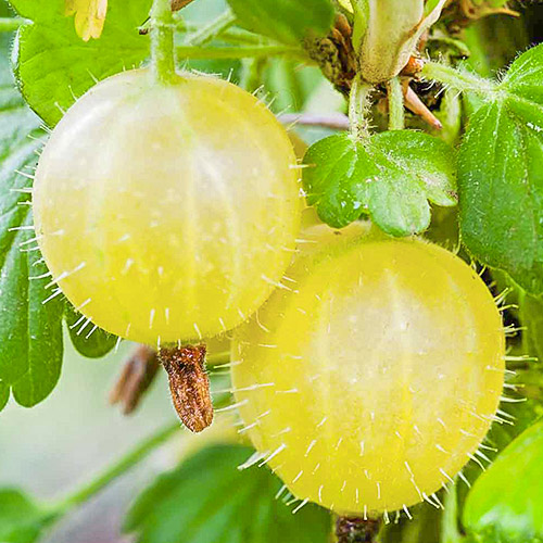 Agrest żółty Hinnonmaki Yellow interface.image 1 interface.art 7686