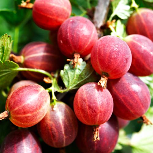 Agrest czerwony Kamieniar interface.image 1 interface.art 8028