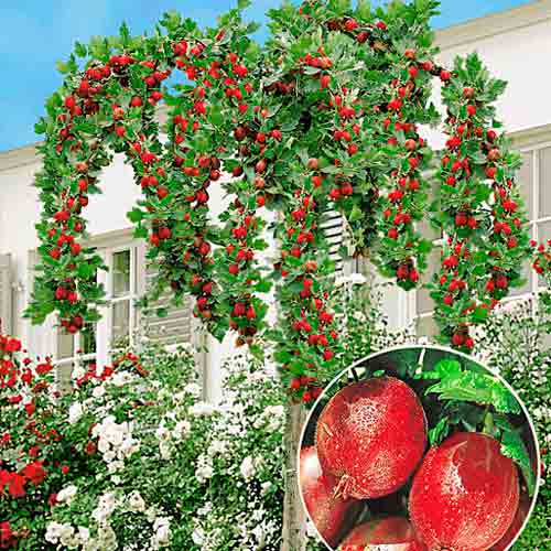 Agrest czerwony na pniu Czerwony Triumf interface.art zdjęcie 1 Agrest czerwony na pniu Czerwony Triumf interface.image 1 interface.art 8004