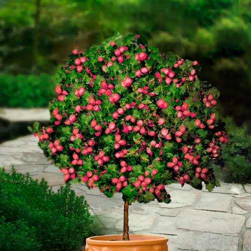 Agrest czerwony na pniu Hinnonmaki Rot interface.image 1 interface.art 8128