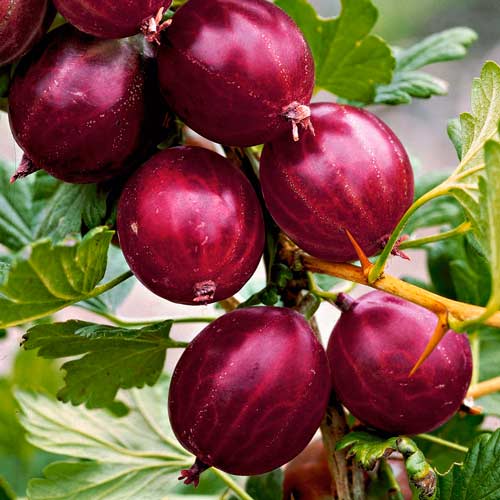 Agrest czerwony na pniu Hinnonmaki Rot interface.image 2 interface.art 8128