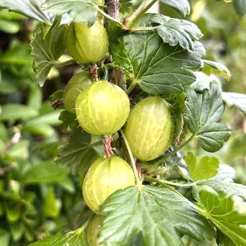 Agrest Invicta interface.image 1 interface.art 7647