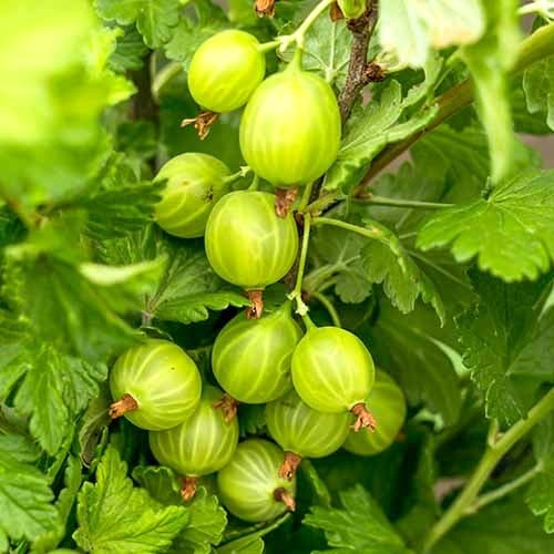 Agrest Mucurines interface.image 1 interface.art 7646