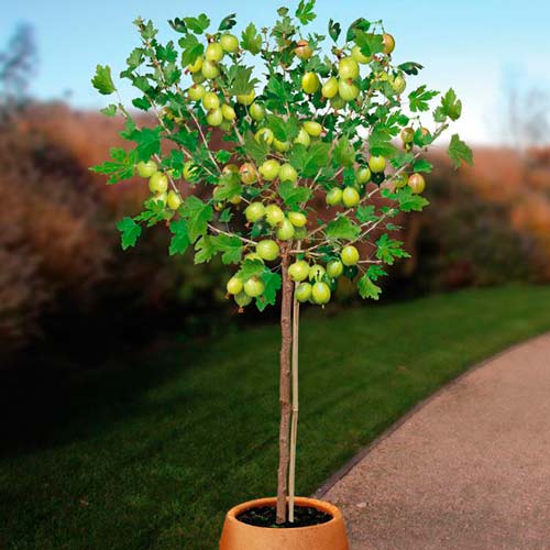 Agrest zielony na pniu Biały Triumf interface.image 1 interface.art 8005