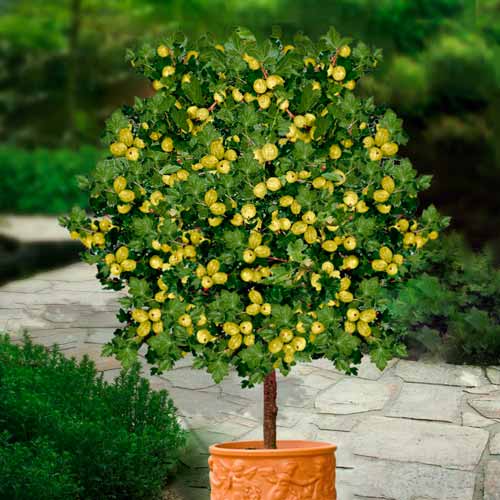 Agrest zielony na pniu Hinnonmaki Grun interface.image 1 interface.art 8127