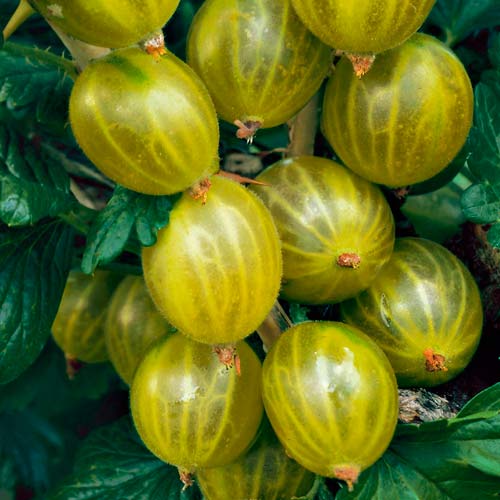 Agrest zielony na pniu Hinnonmaki Grun interface.image 3 interface.art 8127