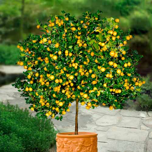 Agrest żółty na pniu Hinnonmaki Gelb  interface.image 1 interface.art 8006