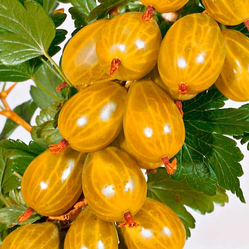 Agrest żółty na pniu Hinnonmaki Gelb  interface.image 2 interface.art 8006