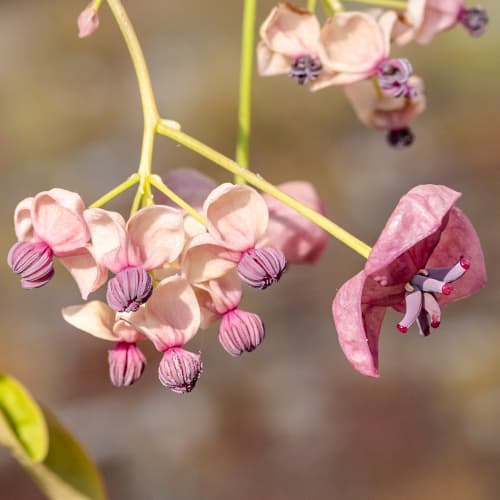 Akebia pięciolistkowa Silver Bell's, С2 interface.image 1 interface.art 5451