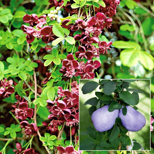 Akebia Quinata Chocolate Vine interface.image 1 interface.art 9200