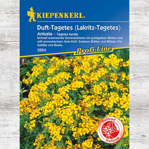 Aksamitka błyszcząca Anisata interface.image 1 interface.art 86340