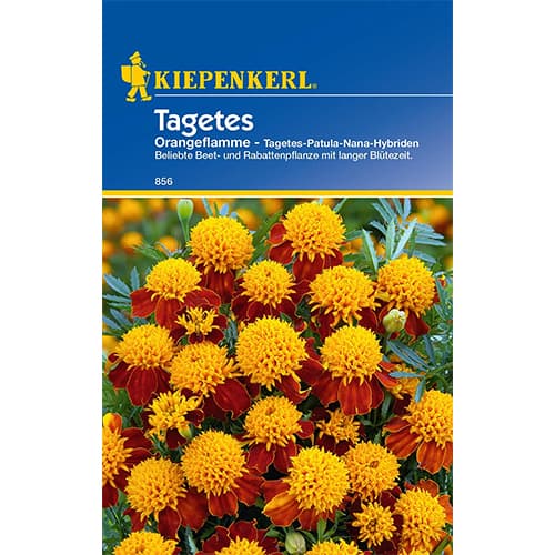 Aksamitka Orangeflamme interface.image 1 interface.art 86542