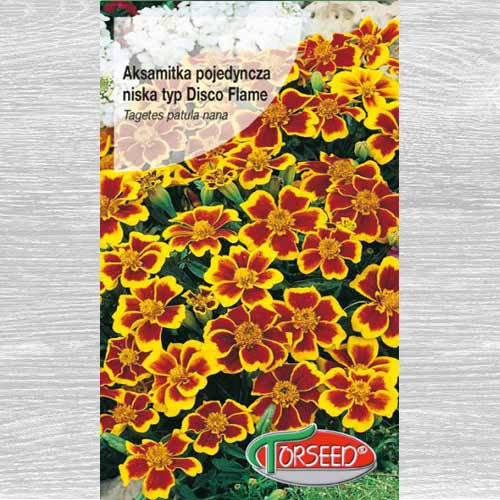 Aksamitka pojedyncza niska Disco interface.image 1 interface.art 77508