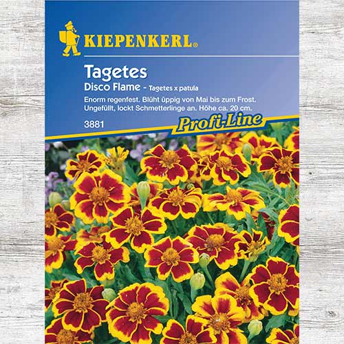 Aksamitka rozpierzchła Disco Flame interface.image 1 interface.art 86346