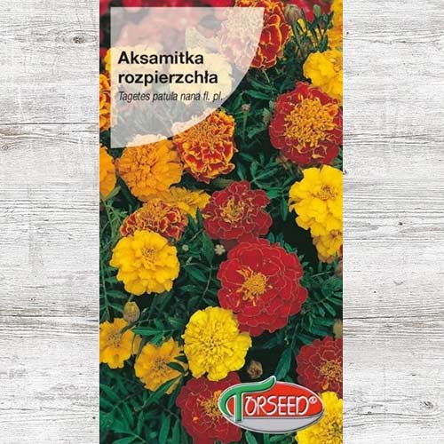 Aksamitka rozpierzchła (niska) Bolero interface.image 1 interface.art 86923