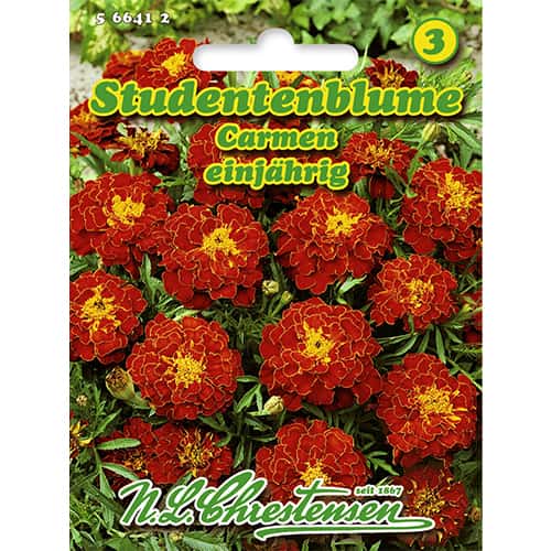 Aksamitka Carmen interface.image 1 interface.art 86204