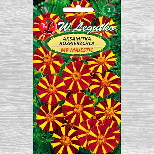 Aksamitka rozpierzchła o kwiatach pojedynczych Mr Majestic Legutko interface.image 1 interface.art 69552