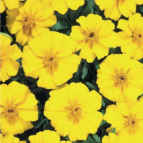 Aksamitka rozpierzchła Sunny interface.image 1 interface.art 78506