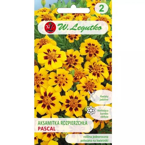 Aksamitka Pascal interface.art zdjęcie 1 Aksamitka Pascal interface.image 1 interface.art 96690