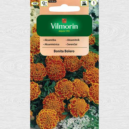 Aksamitka rozpierzchła pełna Bonita Bolero interface.image 1 interface.art 69752