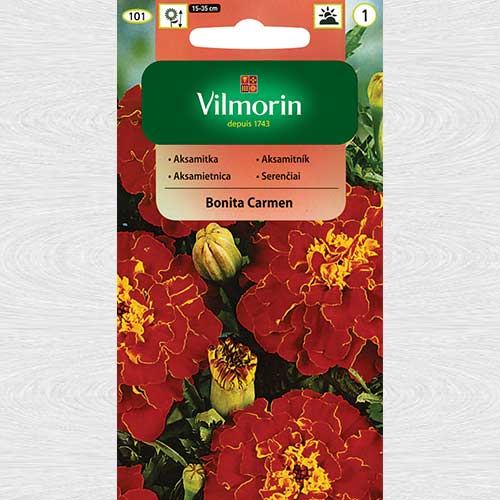 Aksamitka rozpierzchła pełna Bonita Carmen interface.art zdjęcie 1 Aksamitka rozpierzchła pełna Bonita Carmen interface.image 1 interface.art 69753