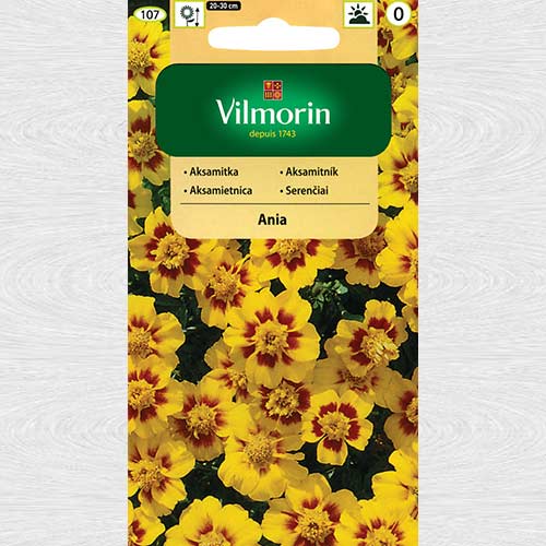 Aksamitka rozpierzchła pojedyncza Ania interface.image 1 interface.art 69758