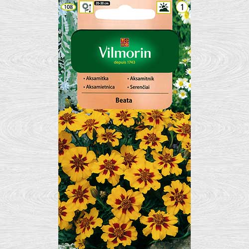 Aksamitka rozpierzchła pojedyncza Beata interface.art zdjęcie 1 Aksamitka rozpierzchła pojedyncza Beata interface.image 1 interface.art 69759