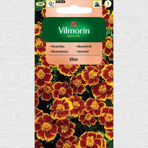 Aksamitka rozpierzchła pojedyncza Eliza interface.art zdjęcie 1 Aksamitka rozpierzchła pojedyncza Eliza interface.image 1 interface.art 69760