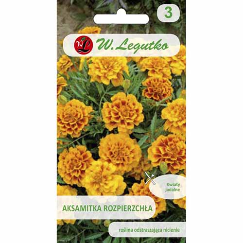 Aksamitka rozpierzchła Queen Sophia Legutko interface.image 1 interface.art 96730