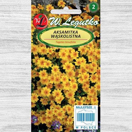 Aksamitka wąskolistna Golden Gem Legutko interface.image 1 interface.art 78509