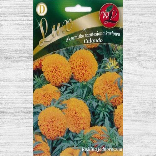 Aksamitka wzniesiona karłowa Calando pomarańczowa Legutko interface.image 1 interface.art 78653