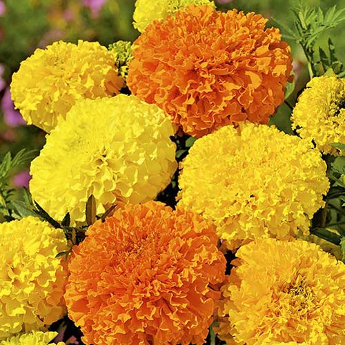 Aksamitka mieszanka, bezzapachowa  interface.image 1 interface.art 8751