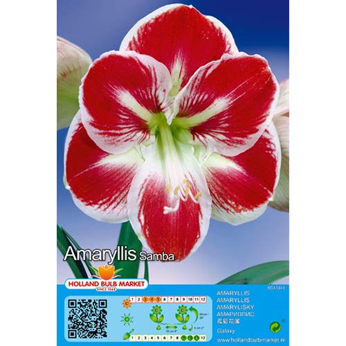 Amaryllis (Hippeastrum) Samba interface.image 1 interface.art 70332