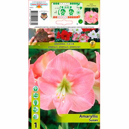 Amaryllis (Hippeastrum) Susan interface.image 1 interface.art 76164