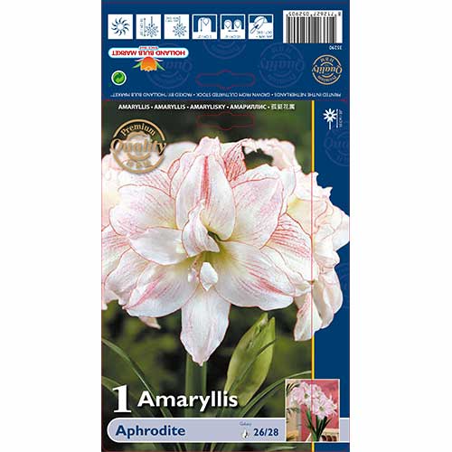 Amaryllis (Hippeastrum) Aphrodite interface.image 1 interface.art 76002