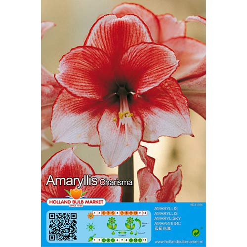 Amaryllis (Hippeastrum) Charisma interface.image 1 interface.art 76004
