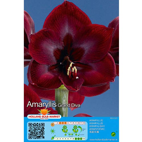 Amaryllis (Hippeastrum) Grand Diva interface.image 1 interface.art 70326