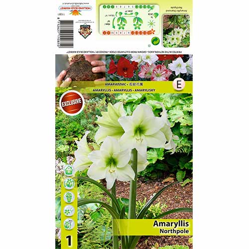 Amaryllis (Hippeastrum) Northpole interface.image 1 interface.art 70478