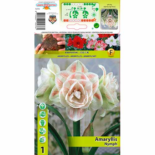 Amaryllis (Hippeastrum) Nymph interface.image 1 interface.art 70328