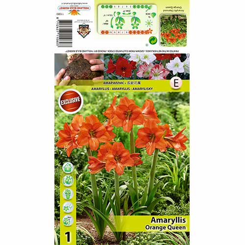 Amaryllis (Hippeastrum) Orange Queen interface.image 1 interface.art 70477