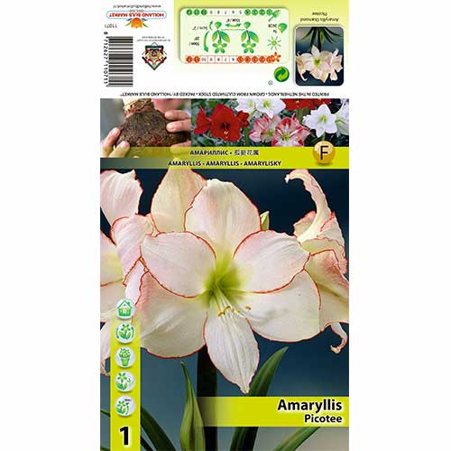Amaryllis (Hippeastrum) Picotee interface.art zdjęcie 1 Amaryllis (Hippeastrum) Picotee interface.image 1 interface.art 76013
