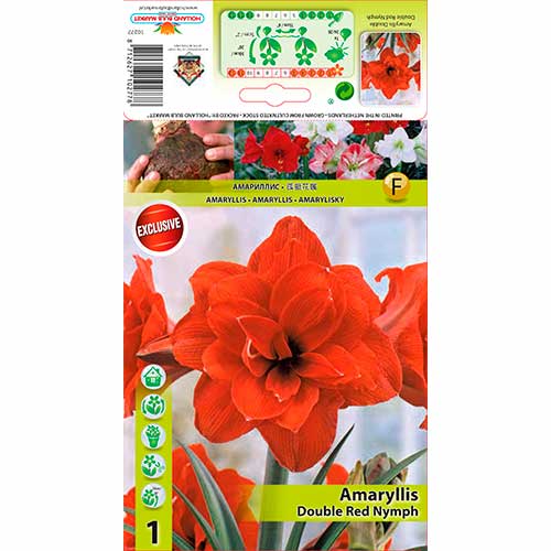 Amaryllis (Hippeastrum) Red Nymph interface.image 1 interface.art 70330