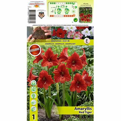 Amaryllis (Hippeastrum) Red Tiger interface.image 1 interface.art 70331