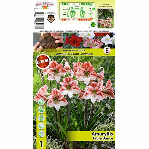 Amaryllis (Hippeastrum) Table Dancer interface.image 1 interface.art 70333