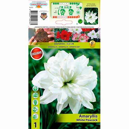 Amaryllis (Hippeastrum) White Peacock interface.image 1 interface.art 76556