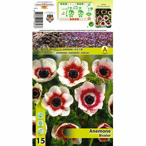 Zawilec Bicolor interface.image 1 interface.art 70334