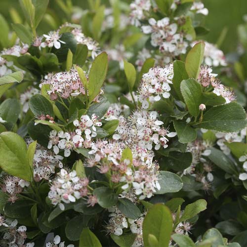 Aronia czarnoowocowa Revontuli Spreader PBR, С3 interface.art zdjęcie 1 Aronia czarnoowocowa Revontuli Spreader PBR, С3 interface.image 1 interface.art 8504